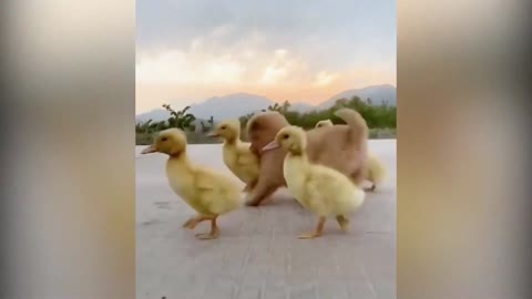 Fluffy Puppy with his Duckling Friends