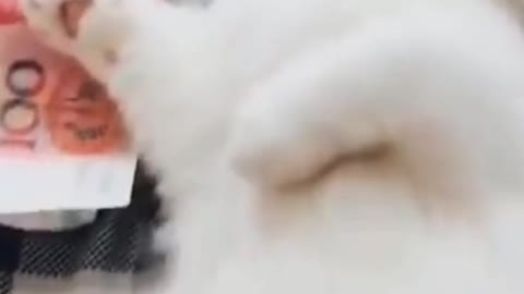 The cat refuses to be petted, but when it sees the money, it agrees