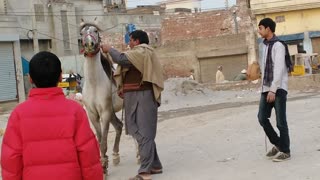 Horses love to dance this horse start dance on the road with his owner