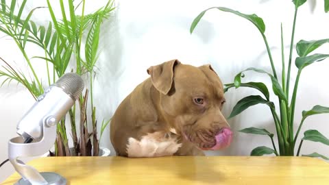 The chewing sound of the pitbull is too dangerous! ASMR!