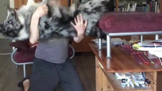 Australian Shepherd performs trustfall with owner in epic slow motion