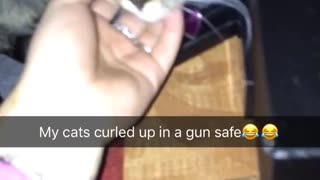 Cat inside of small black safe
