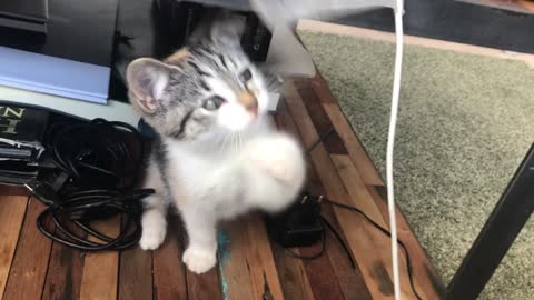 A Playful White Cute Kitten