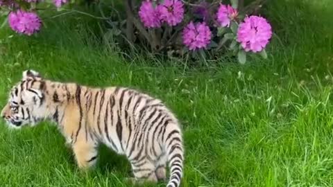 Adorable Tiger cubs with flowers