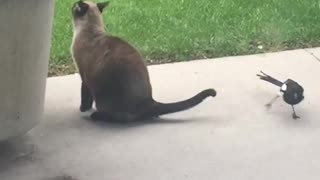 Magpie Grabs Cat by the Tail