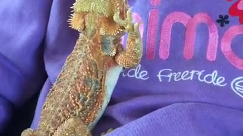 Female Bearded Dragon Waving at Male on Child
