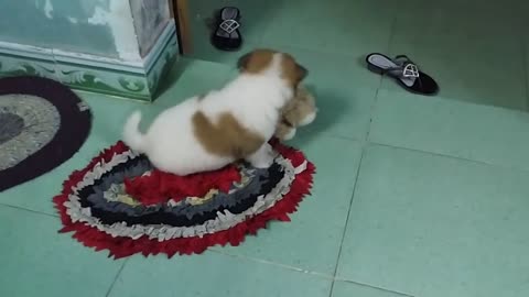 A Fat Dog Play with his doll
