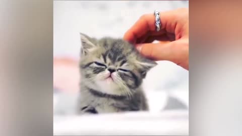 So Cute-Best Of The 2021 Funny Animal Videos