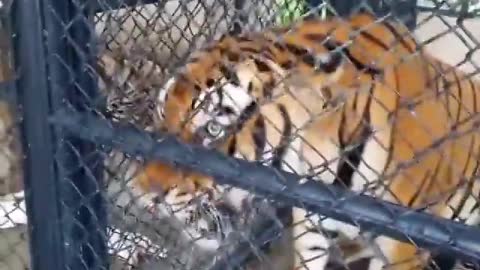 This Ferocious of Two Tiger Fighting in the Zoo