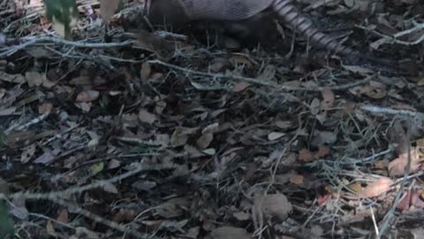 Armadillo in Sawgrass Lake Park