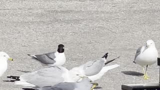 Stranger bird between seagulls