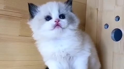 cutie baby animal with cute moment