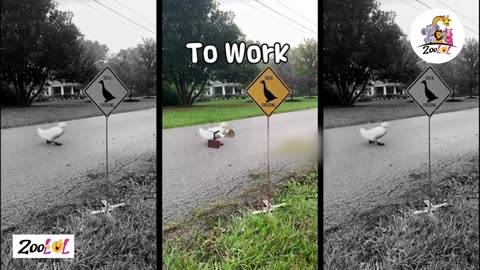 Duck work life