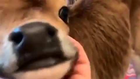 Baby Cute Cow Enjoying Massage
