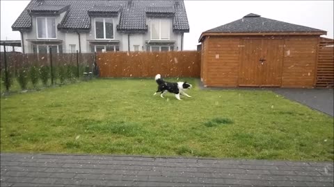 Dog celebrating first snowfall is all of us