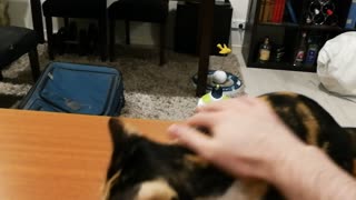 Talentosa gatita juega a atrapar con su dueño