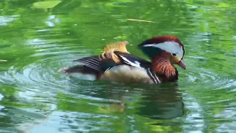 Duck drinking water in the lake - With quiet music