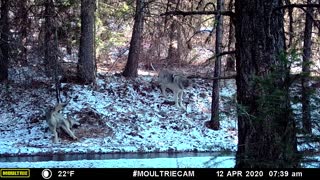 Wolves rolling around on ground like playful puppy dogs