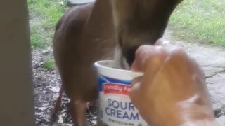 Woman feeding Mamma and baby deer up close