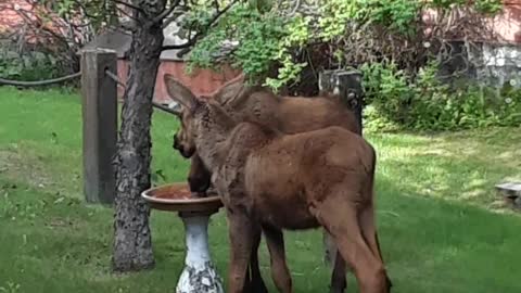 Moose Babies Break Birdbath
