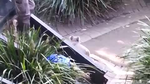 Angry Koala Chases Zoo Keeper And Then Fights With A Quokka