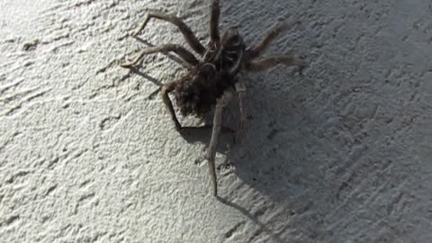 Mamma Wolf Spider and Her Babies