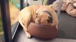 Dog struggles to fit into tiny puppy bed