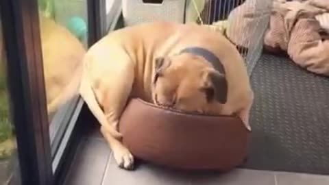 Dog struggles to fit into tiny puppy bed