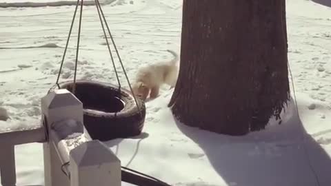 Adorable Golden Retriever Puppy Playing In Snow