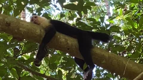 Monkey in Costa Rica