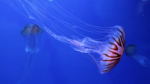 Camera Recorded when Jelly Fish is floating in the water