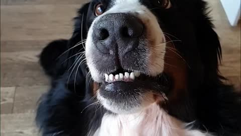 Dog vs Cheese. Why we call our Bernese Mountain Dog Shark