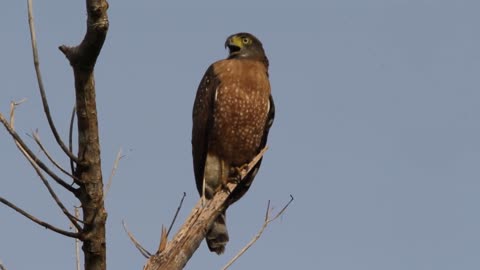 Philippine Serpent Eagle