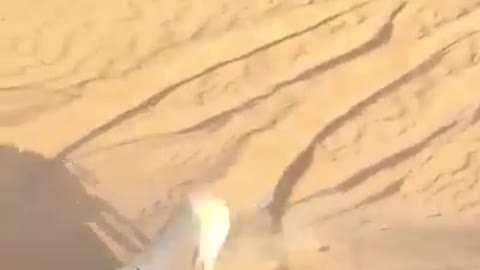 Arabian dogs Hunting deer in desert