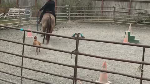 Athena learns to walk with the horses