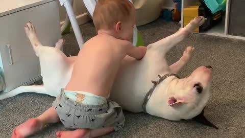 Extremely gentle dog bonds with his human best friend