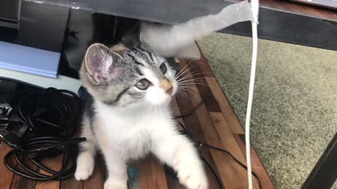 Cat remarkably startled by harmless object and continuously playing with it