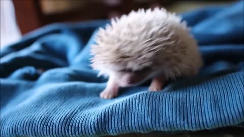 Cute Hedgehogs