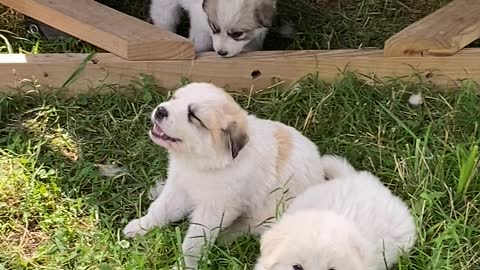 Great Paraynese puppies in training