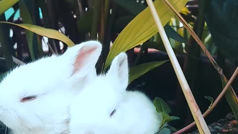 Rabbits resting