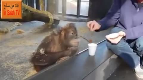 Funny Monkey imitating with expression