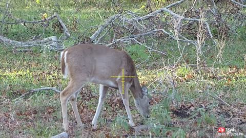 ATN X-Sight 4K Pro Deer Hunting