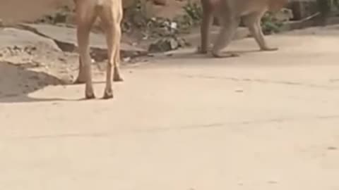 INDIA Super Funny Animal Video that Will Make You Laugh Out Loud | Keep Laughing |