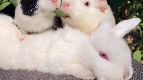 So cute pets, they are showing affection