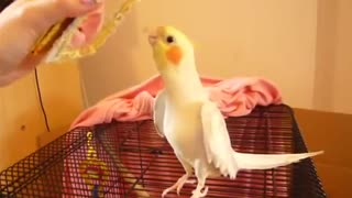 Bird sings Mickey Mouse