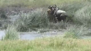 The Cunning Lion waits for the wildebeest at the water shed