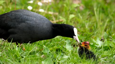 coot,coot video,animal,animal video