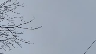 Eagle flying over Englewood NJ