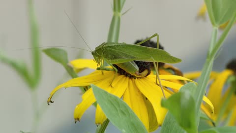 Leaf Grasshopper on a yellow flower