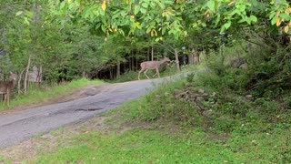 Deer Walking Around
